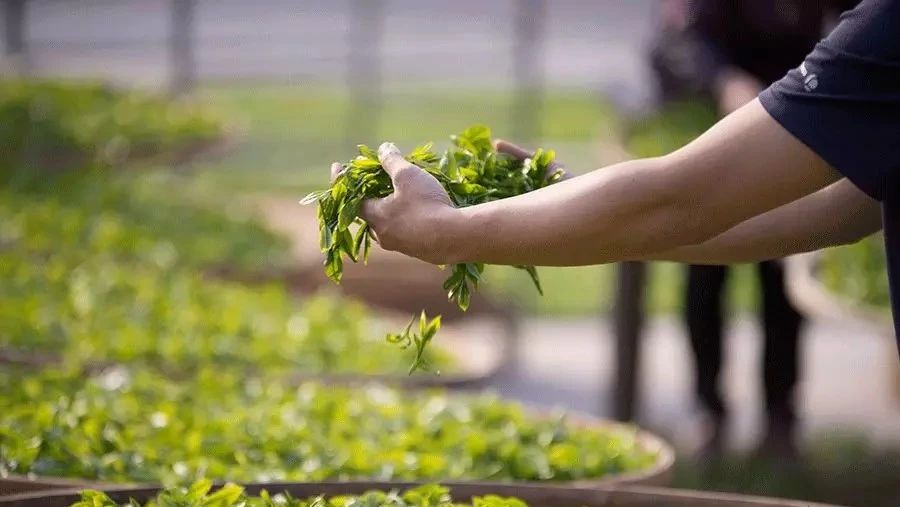 慢煮光陰 | 無(wú)拘無(wú)束中國(guó)茶