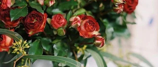 送給手殘黨的零基礎(chǔ)冬季插花指南