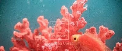 4種家居配色大法，教你玩轉(zhuǎn)2019年度色彩“珊瑚橙”