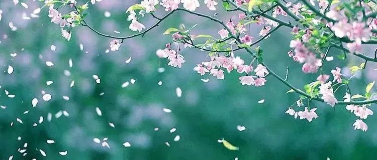 花朝節：留住春天 | 賣幾千塊的永生花，在家就能DIY