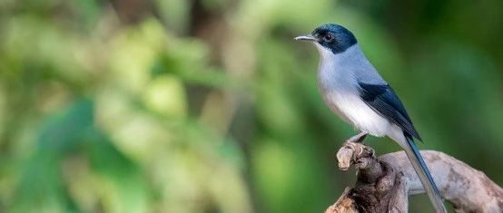 19世紀的鳥你見過嗎？